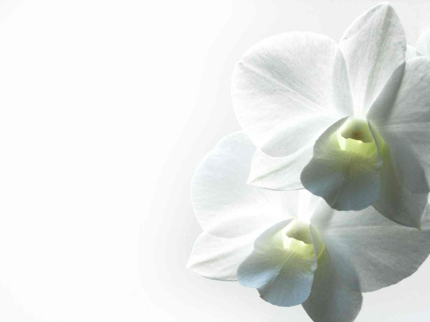fleur